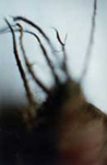 detail  >