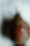 detail  >