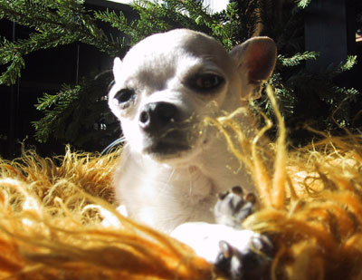 under the Christmas tree