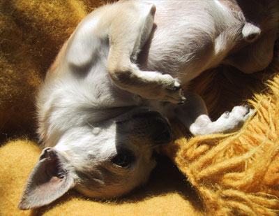 sunny belly
