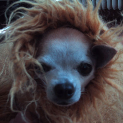 lion