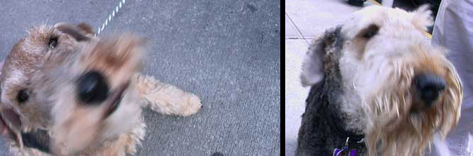 fifth ave dogs